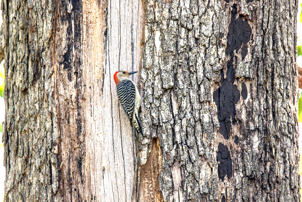Backyard Birds NH-2102.jpg